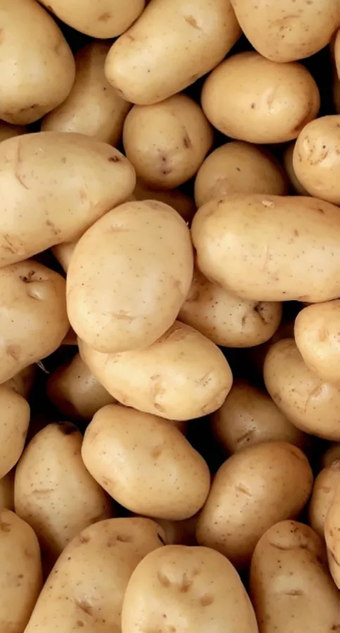 Mehrkopfwaage – Anwendung Kartoffeln