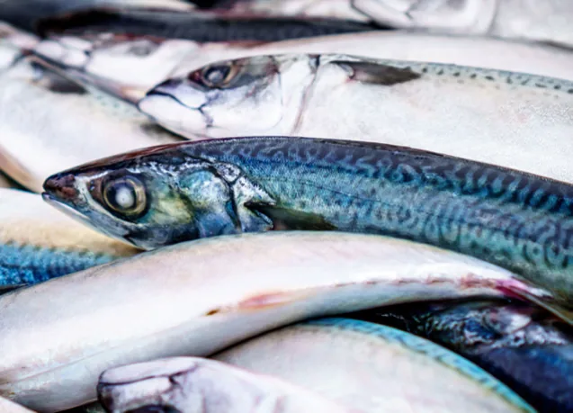 Mehrkopfwaage – Anwendung Fisch und Meeresfrüchte